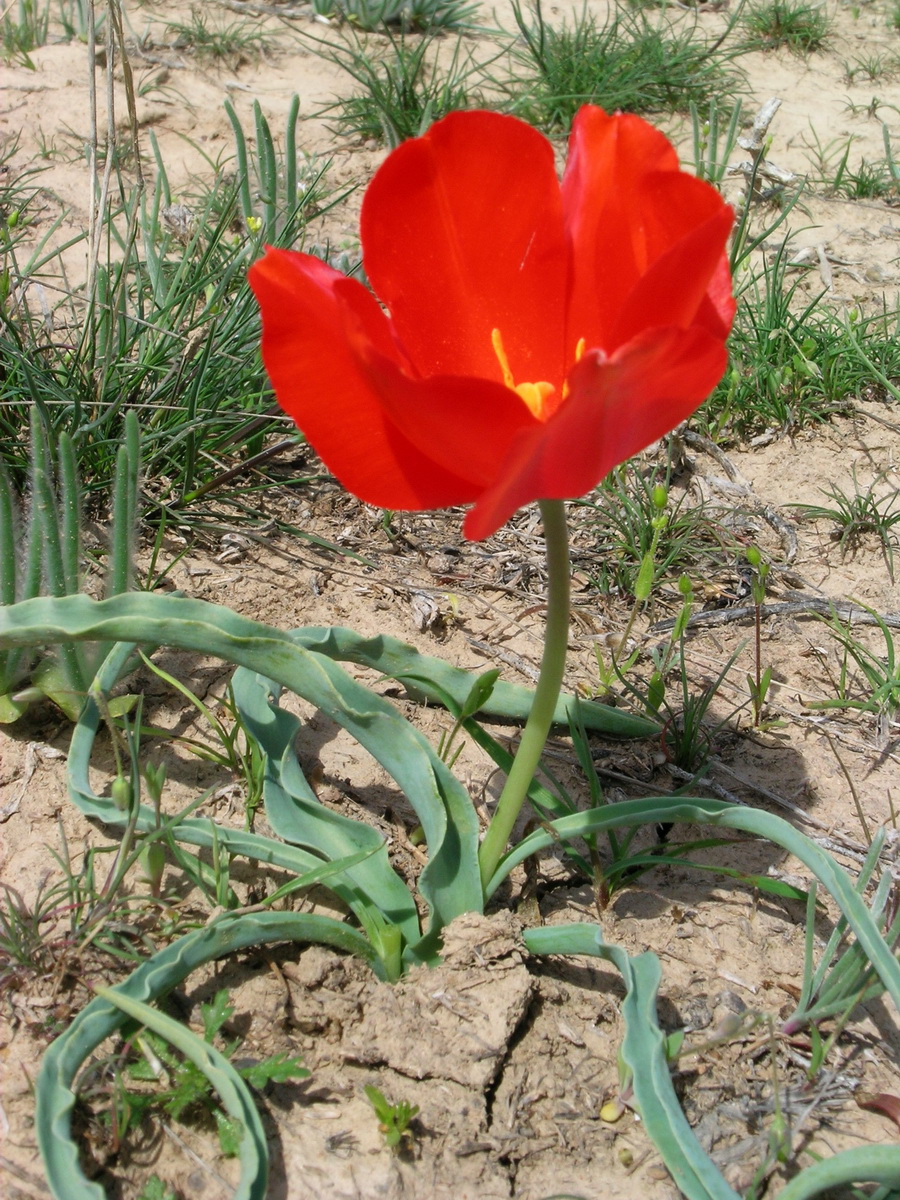 Image of Tulipa korolkowii specimen.