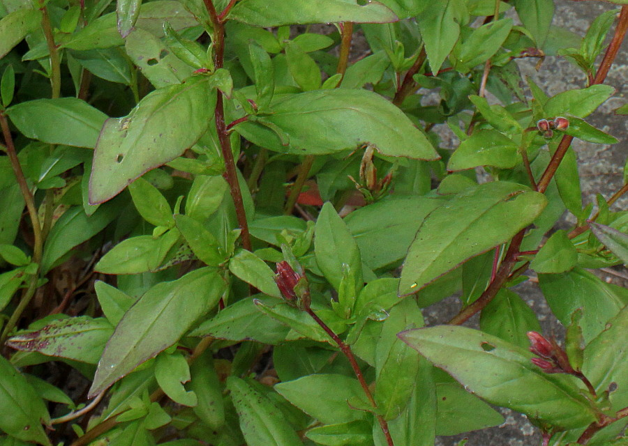 Image of Oenothera fruticosa specimen.