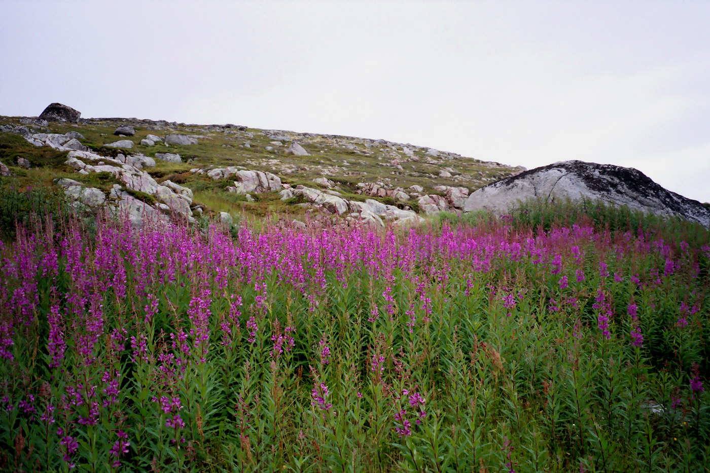 Image of Chamaenerion angustifolium specimen.