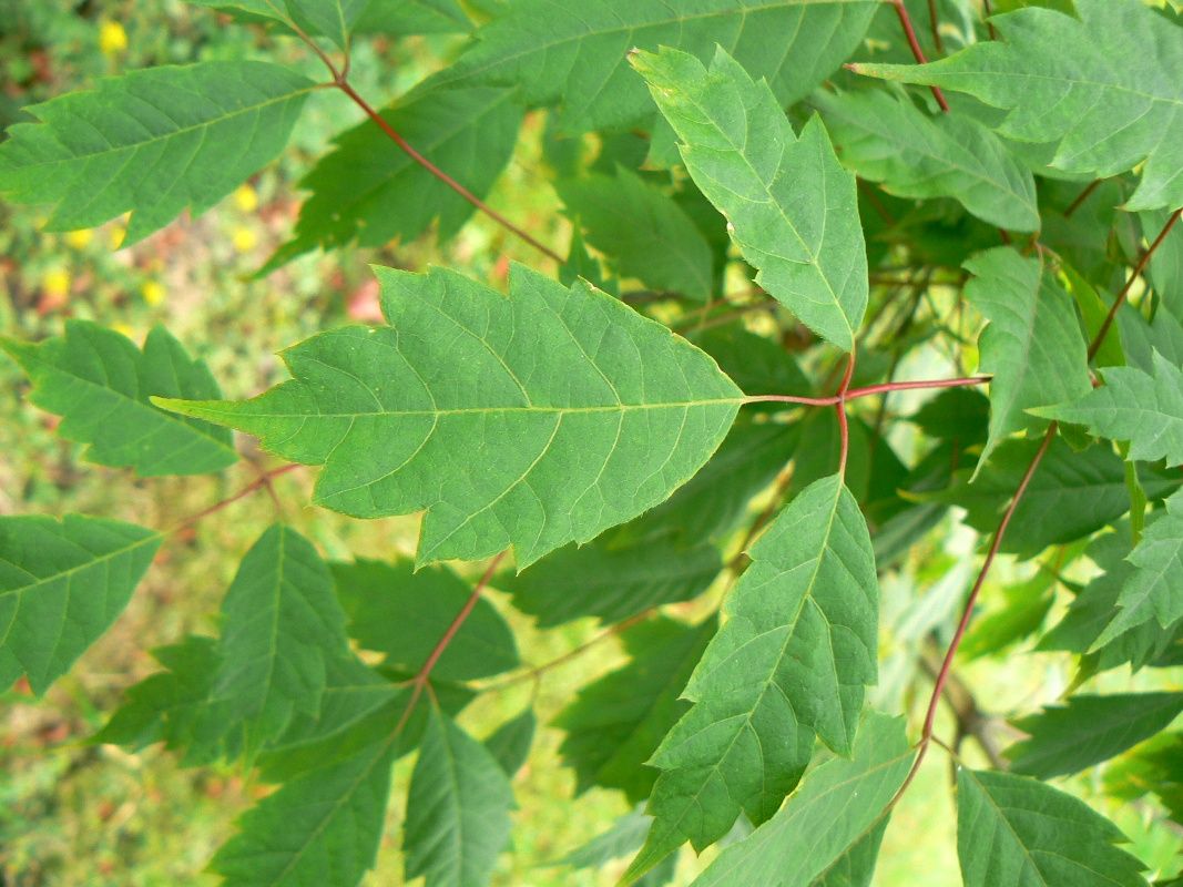 Image of Acer cissifolium specimen.