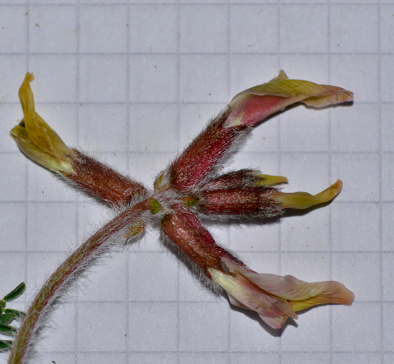 Image of Astragalus berytheus specimen.