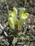 Scutellaria orientalis