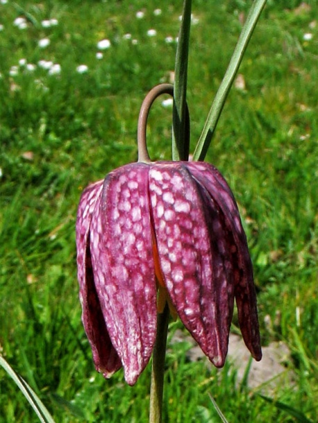 Image of Fritillaria meleagris specimen.