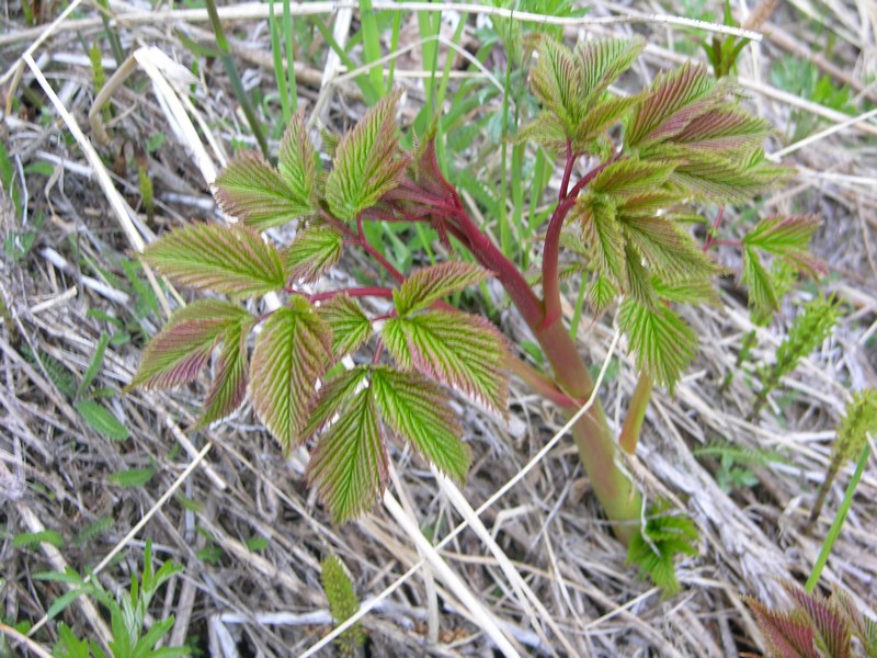 Image of Aruncus dioicus specimen.