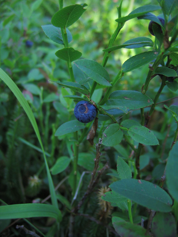 Image of Vaccinium myrtillus specimen.