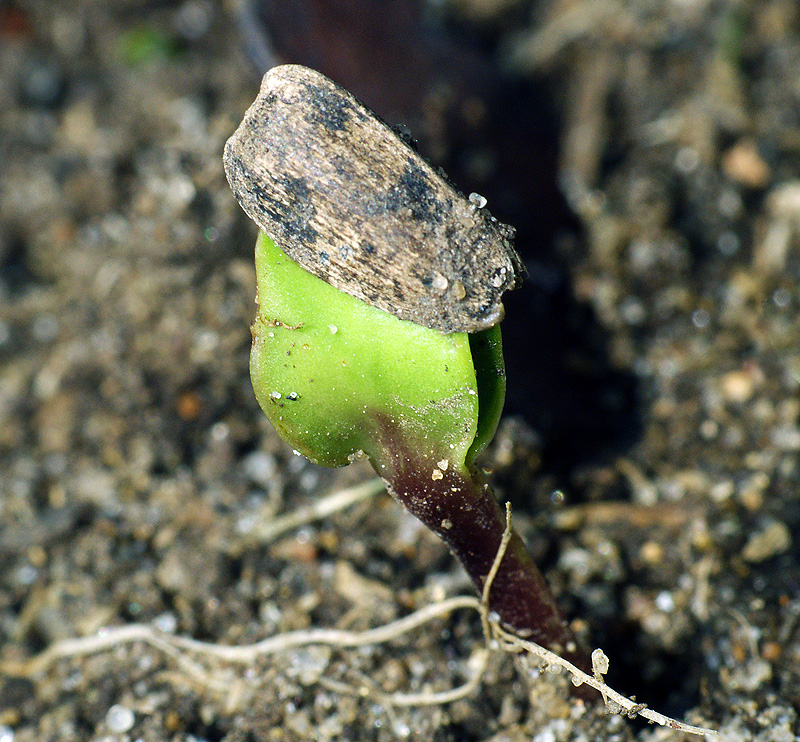 Image of Helianthus annuus specimen.