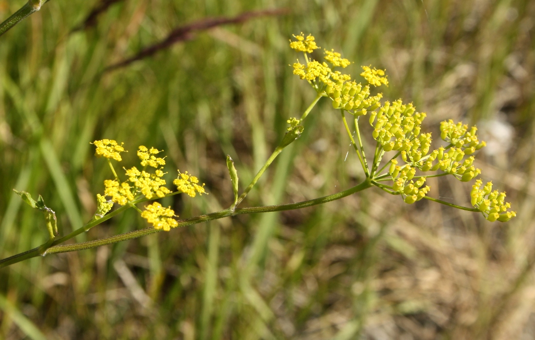 Image of Pastinaca sativa specimen.