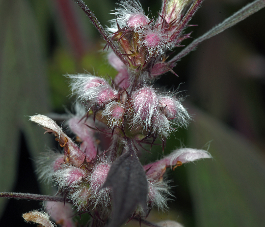 Изображение особи Leonurus quinquelobatus.