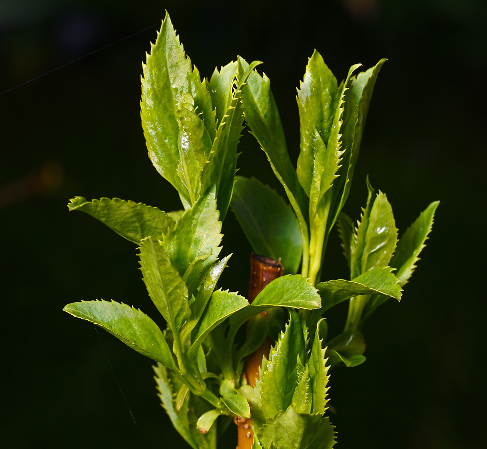 Image of genus Forsythia specimen.