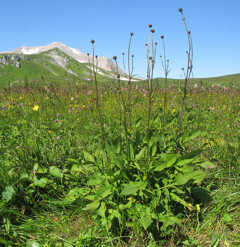 Image of Cephalaria gigantea specimen.