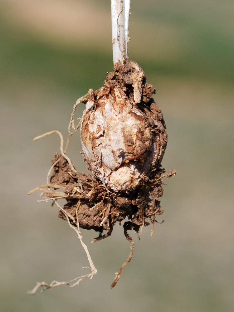 Image of Gagea capusii specimen.