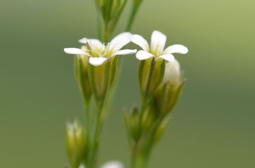 Изображение особи Petrorhagia alpina.