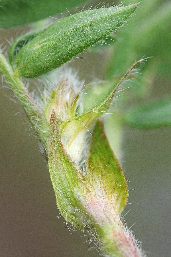 Image of Oxytropis macrocarpa specimen.