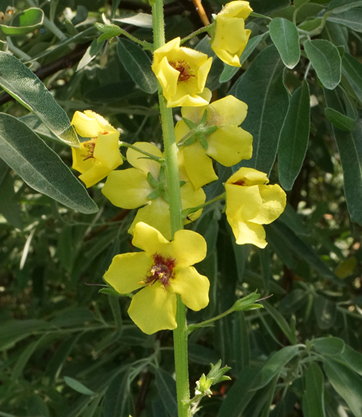 Image of Verbascum blattaria specimen.