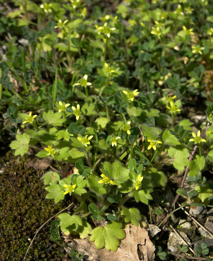 Image of Ranunculus chius specimen.