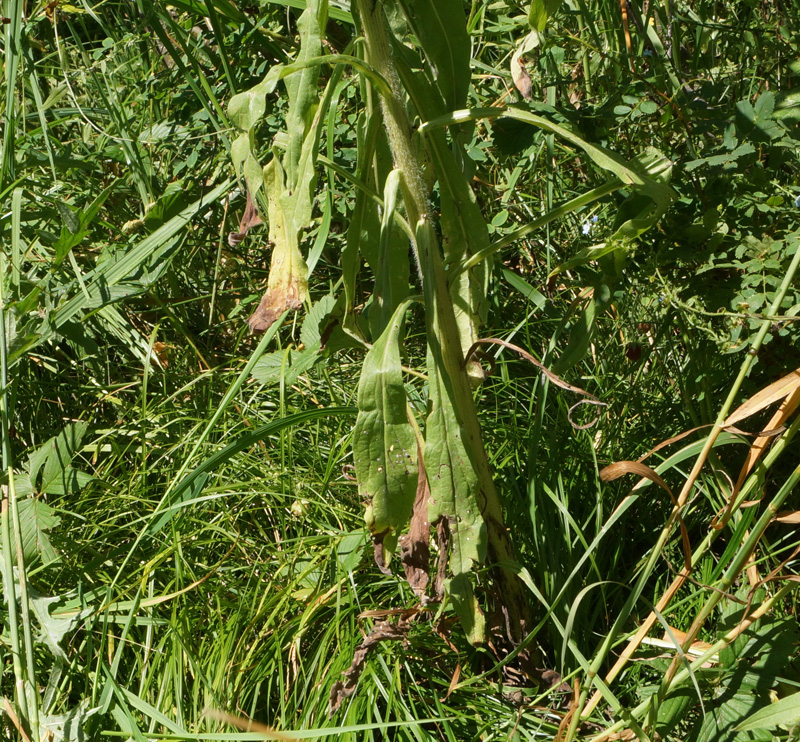 Image of Cynoglossum officinale specimen.