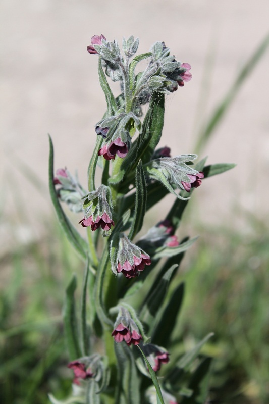 Image of Cynoglossum officinale specimen.