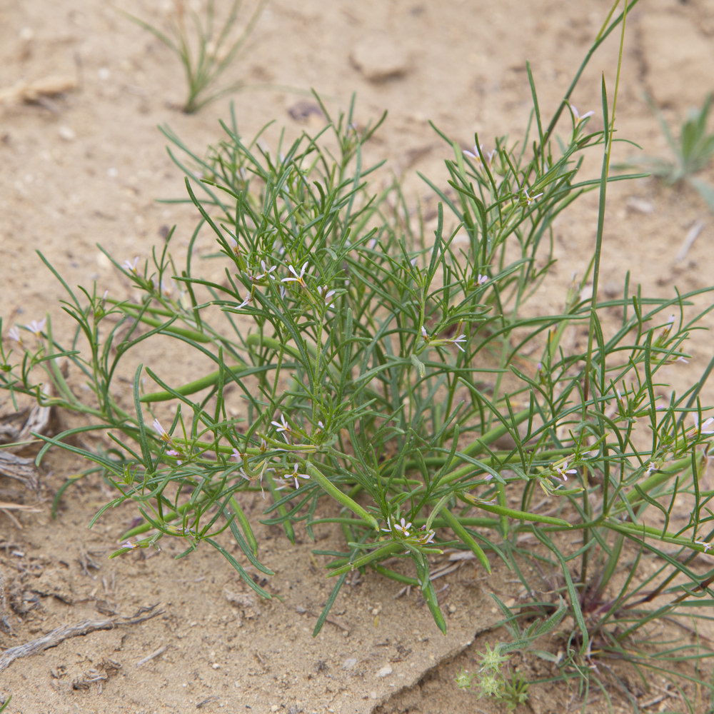 Изображение особи Leptaleum filifolium.