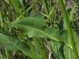 Senecio schwetzowii. Лист. Курская обл., Горшеченский р-н, окр. дер. Кунье, степь на склоне балки. 06.07.2014.