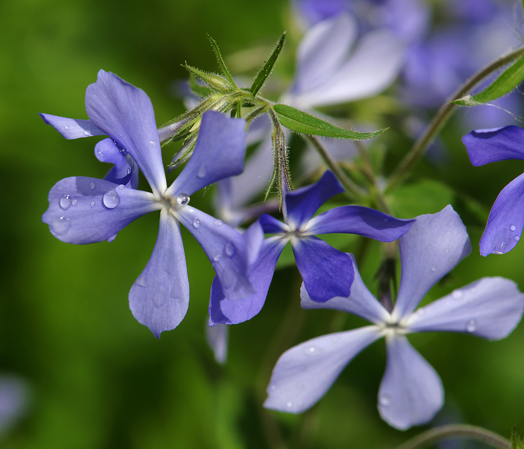 Image of Phlox divaricata specimen.