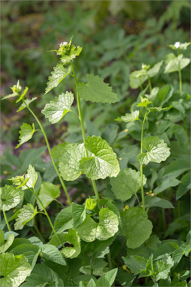 Image of Alliaria petiolata specimen.