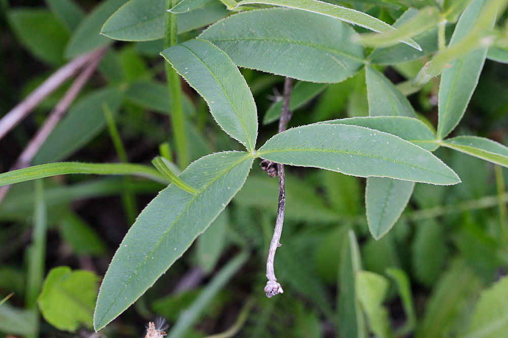 Изображение особи Trifolium montanum.