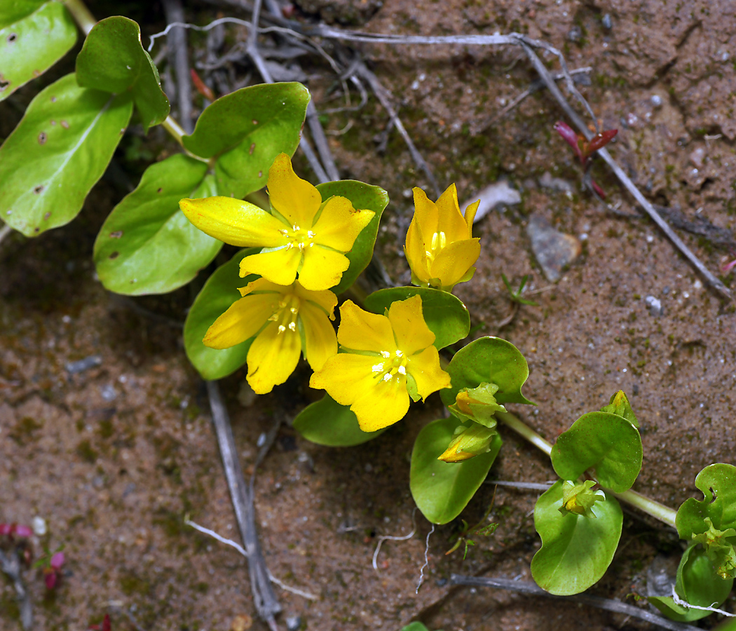 Image of Lysimachia nummularia specimen.