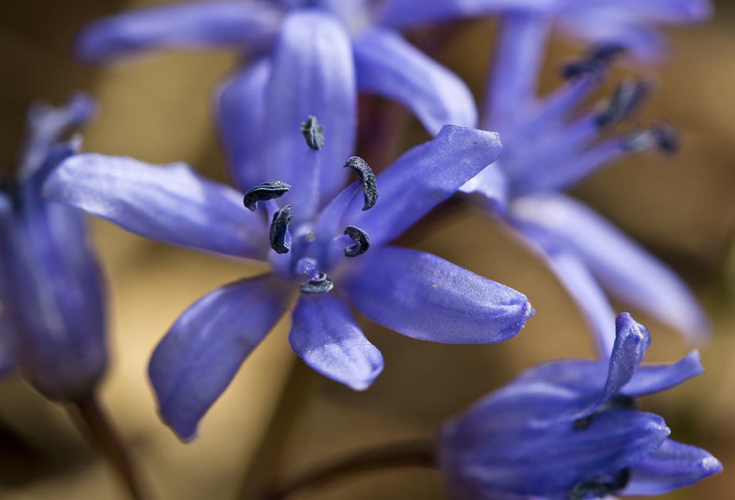 Image of Scilla reuteri specimen.