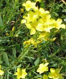 Linum flavum