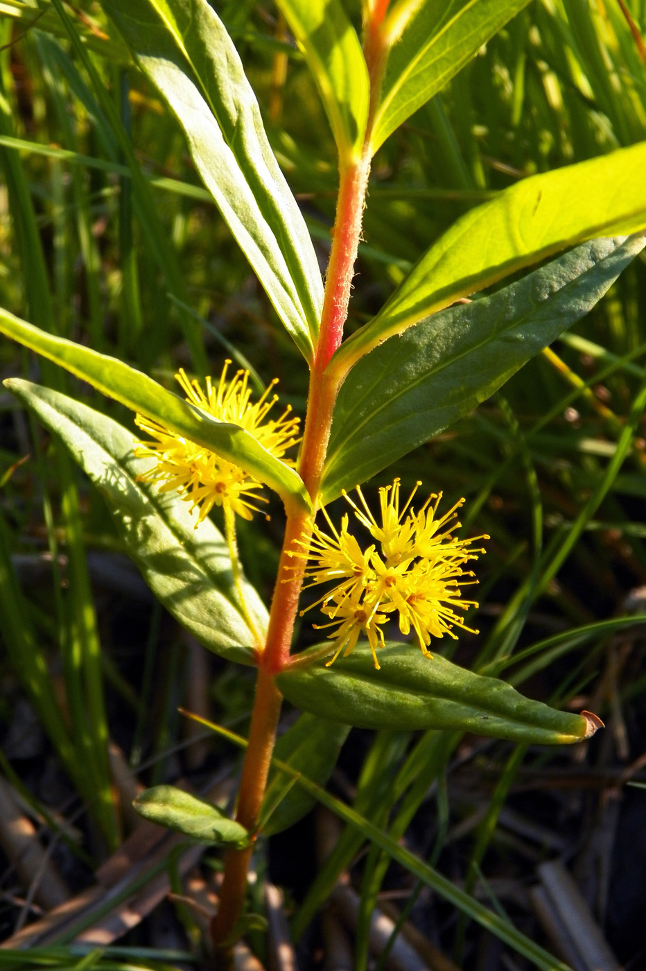 Image of Naumburgia thyrsiflora specimen.