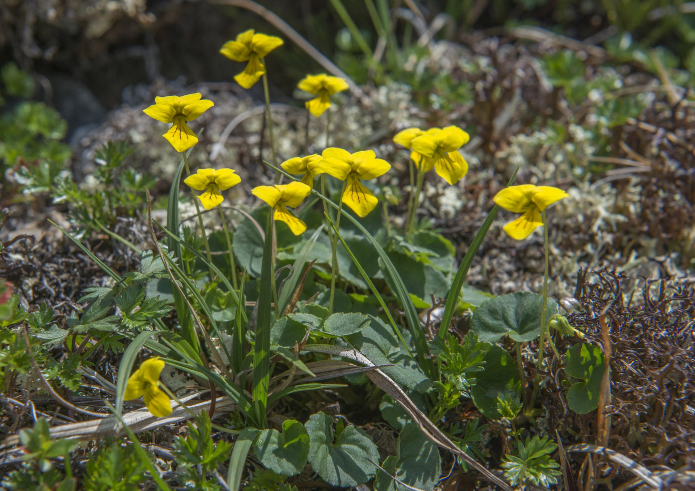 Image of Viola biflora specimen.