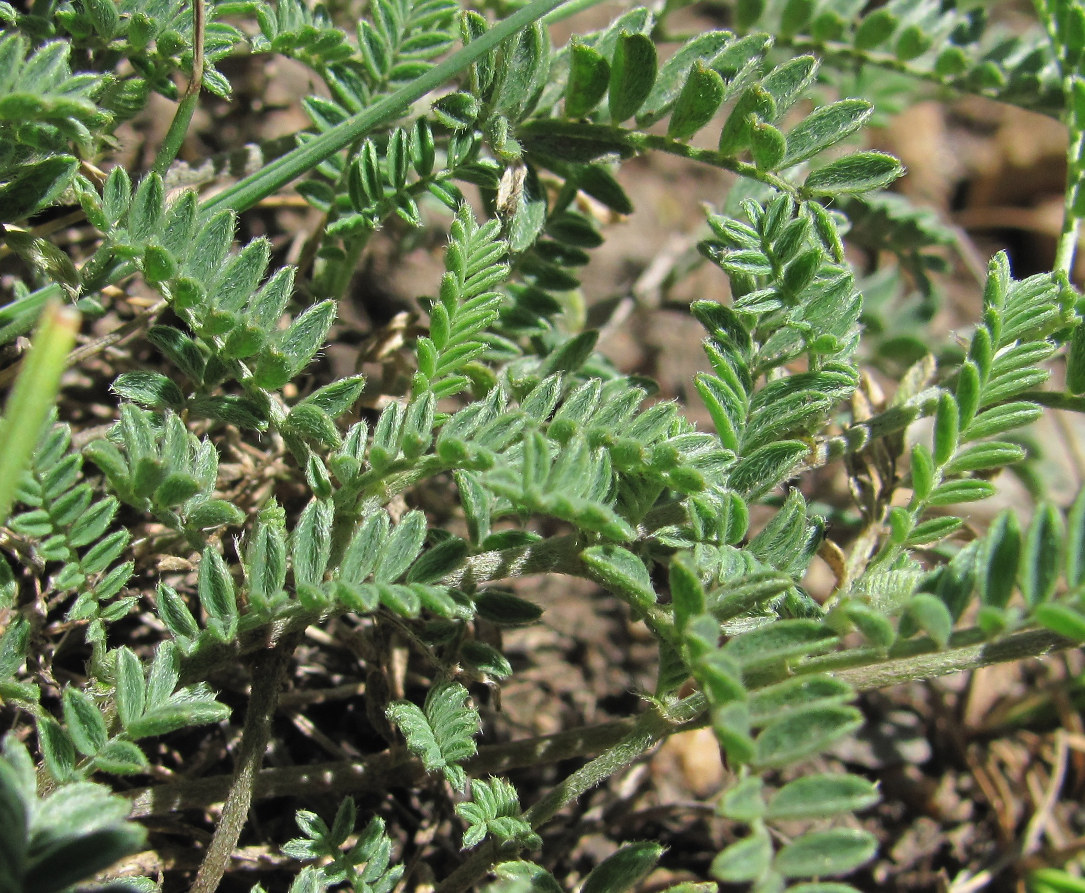 Image of genus Astragalus specimen.