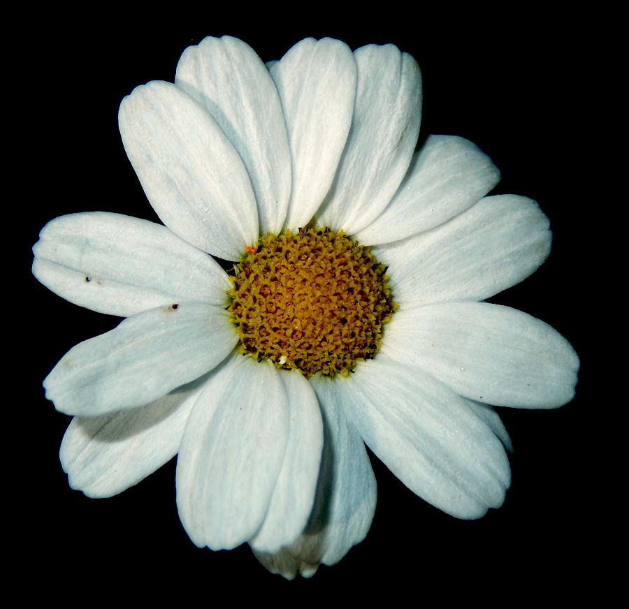 Image of Pyrethrum poteriifolium specimen.