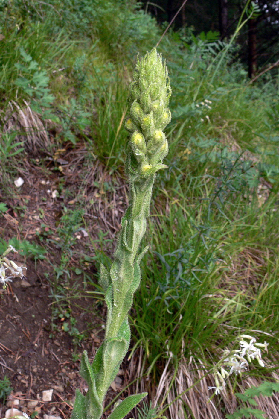 Изображение особи Verbascum thapsus.