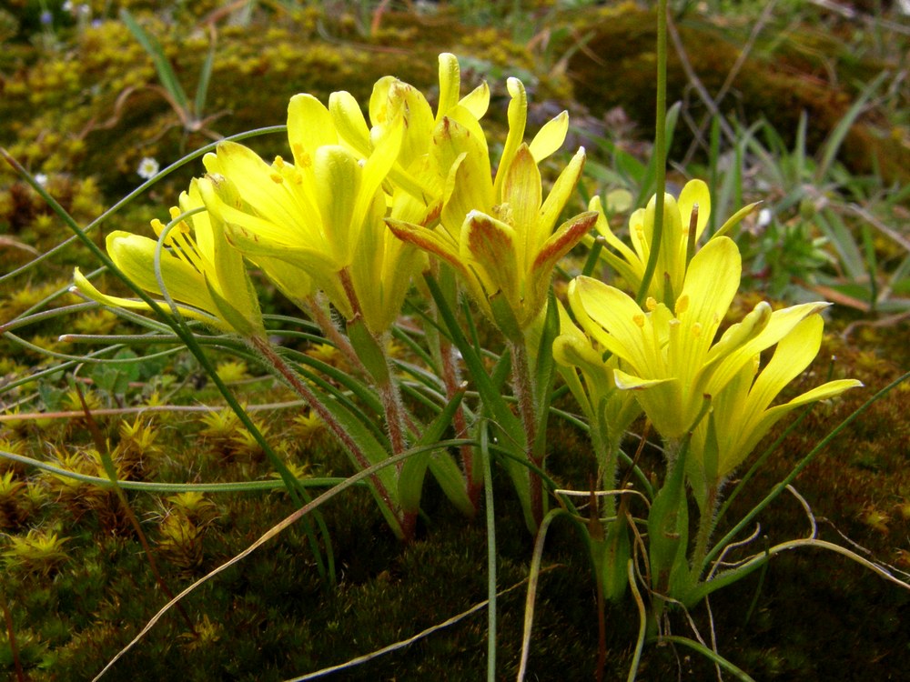 Image of Gagea bohemica specimen.