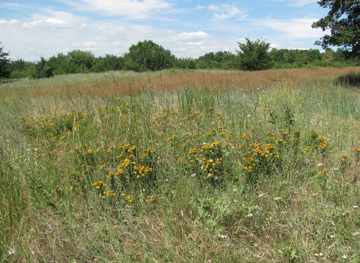 Image of Inula germanica specimen.