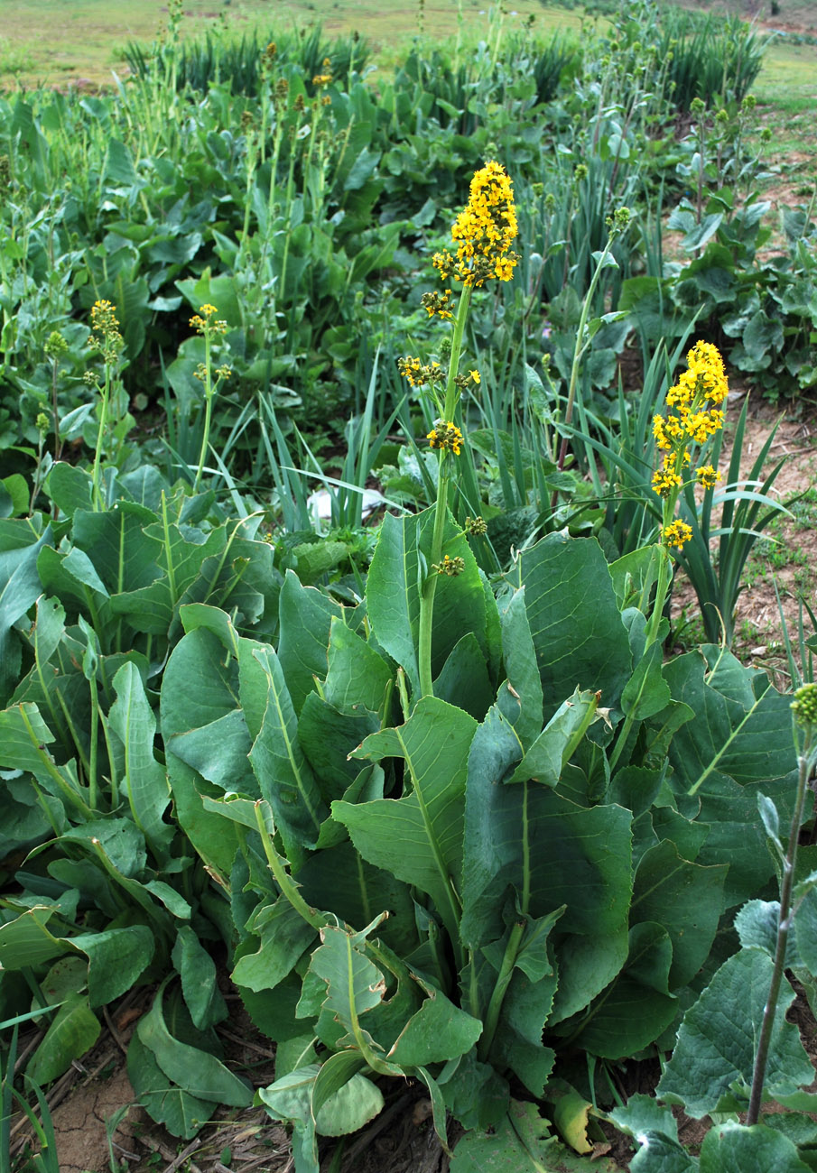 Изображение особи Ligularia heterophylla.