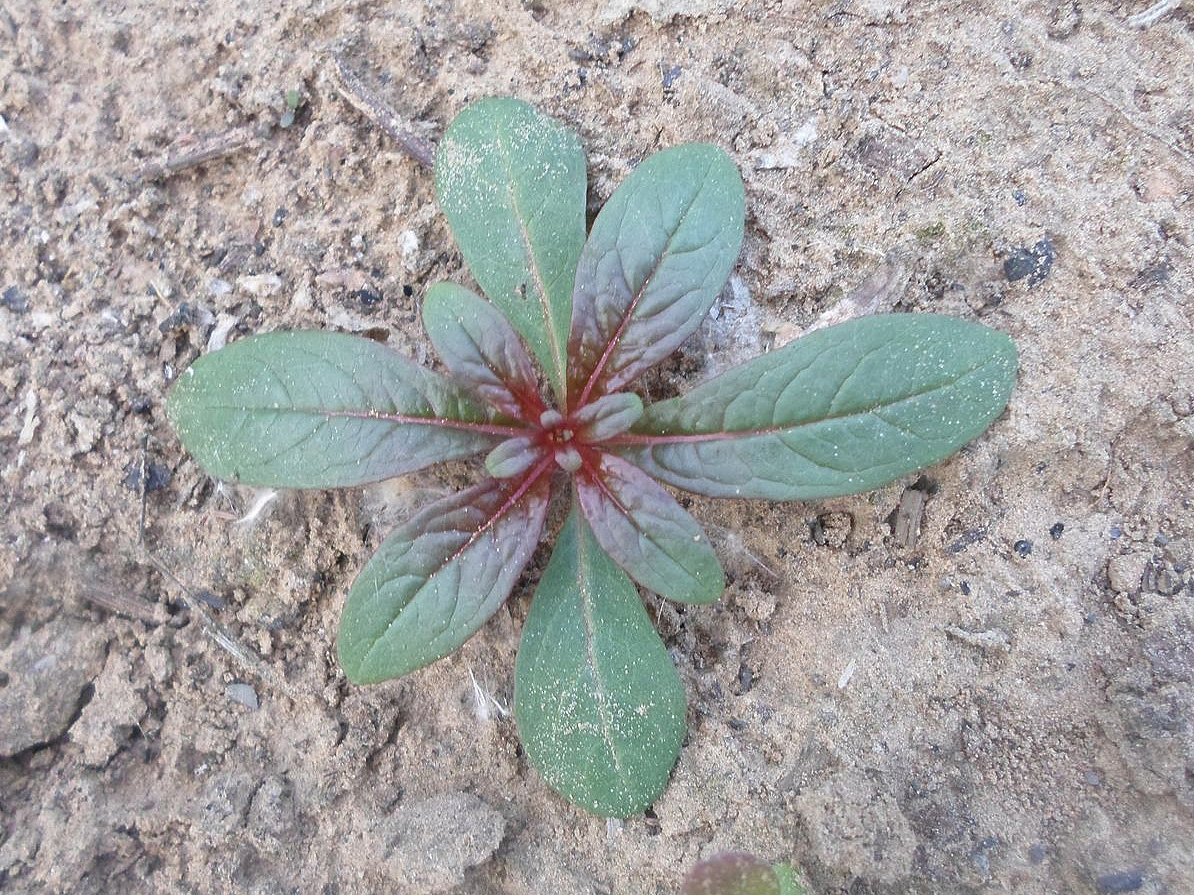 Image of Chamaenerion angustifolium specimen.