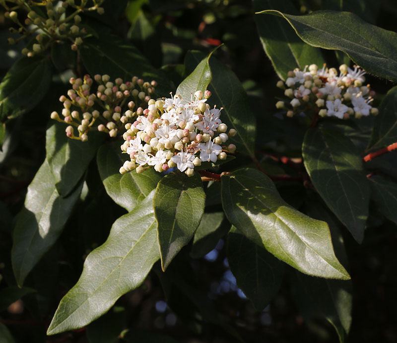 Image of Viburnum tinus specimen.