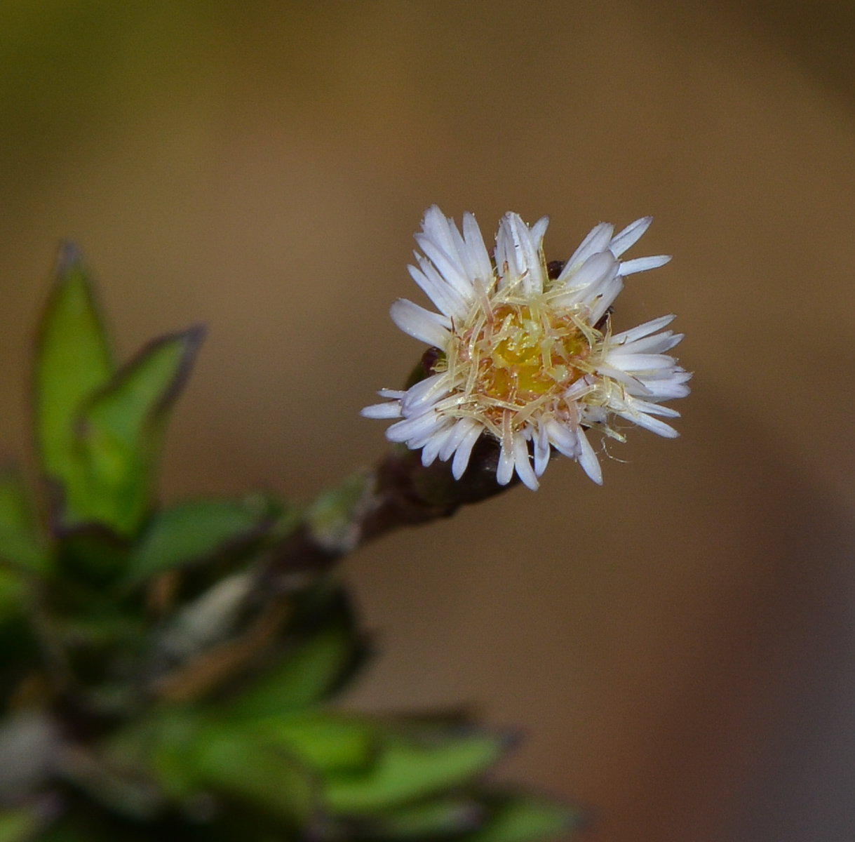 Image of Symphyotrichum subulatum specimen.