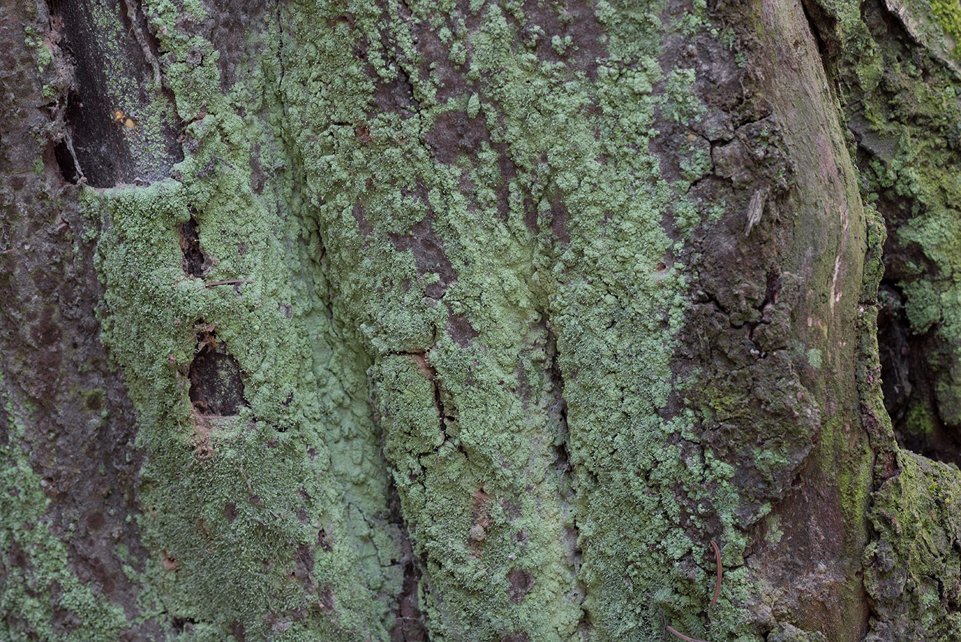 Image of Chaenotheca furfuracea specimen.