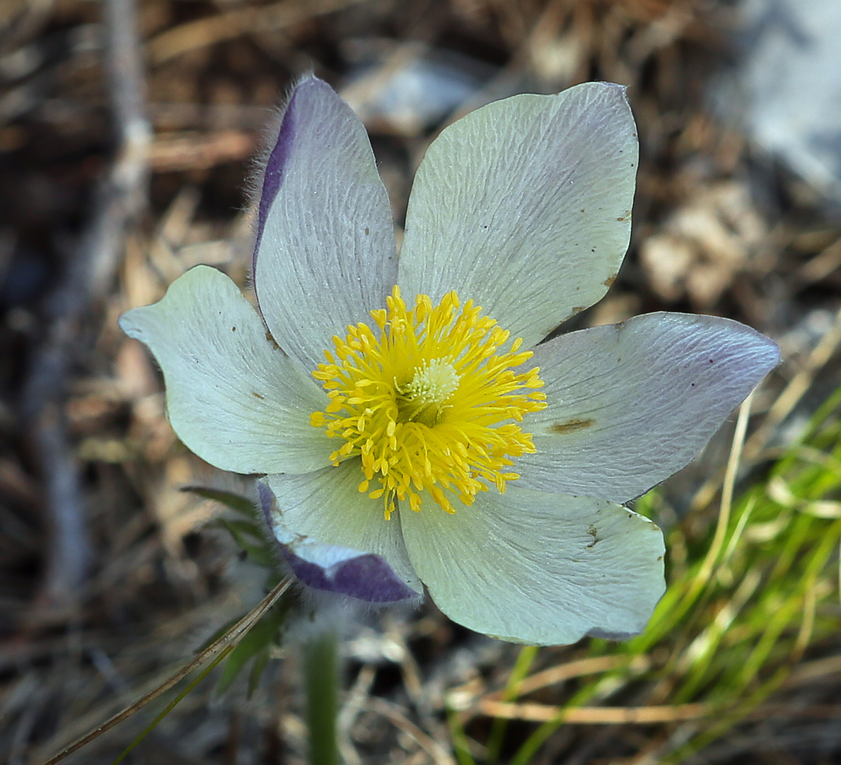 Image of Pulsatilla uralensis specimen.