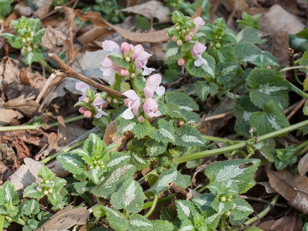 Image of Lamium maculatum specimen.