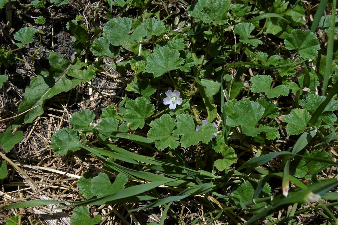 Image of Malva neglecta specimen.