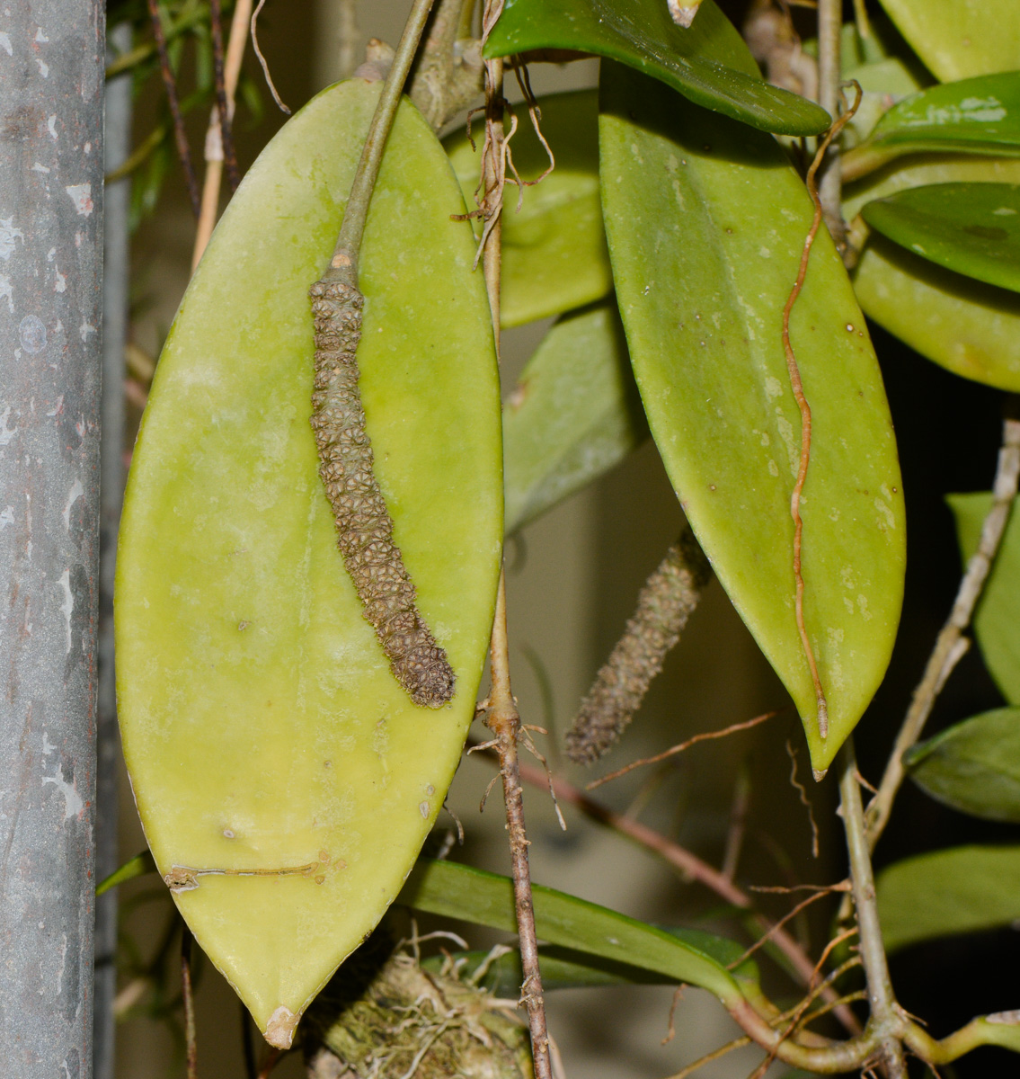 Image of Hoya carnosa specimen.