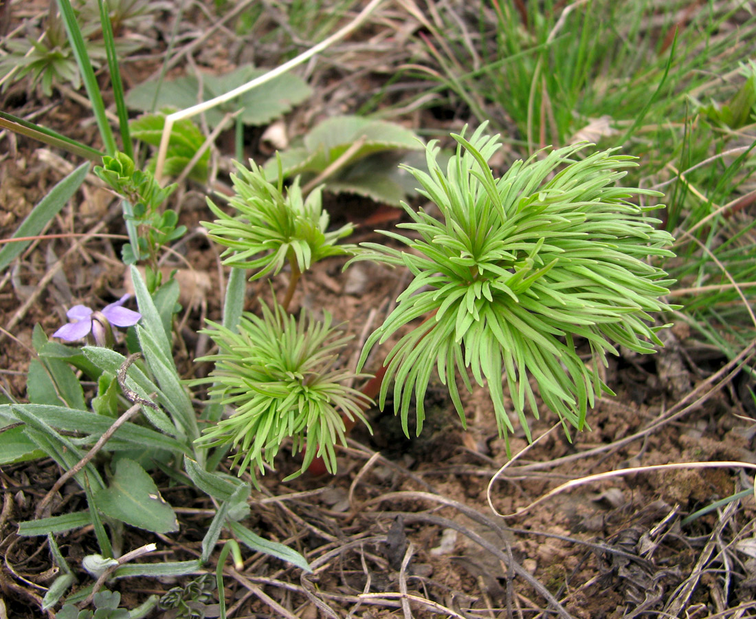 Изображение особи Paeonia tenuifolia.