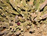 Desmidorchis speciosa. Часть цветущего растения с бутонизирующими соцветиями. Израиль, впадина Мёртвого моря, киббуц Эйн-Геди. 25.04.2017.