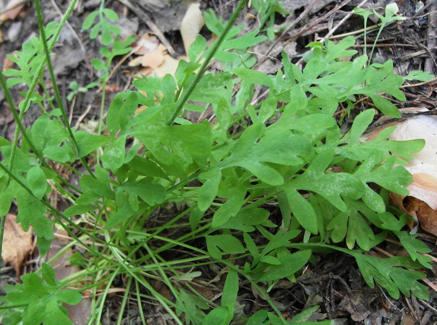 Image of Papaver tenellum specimen.