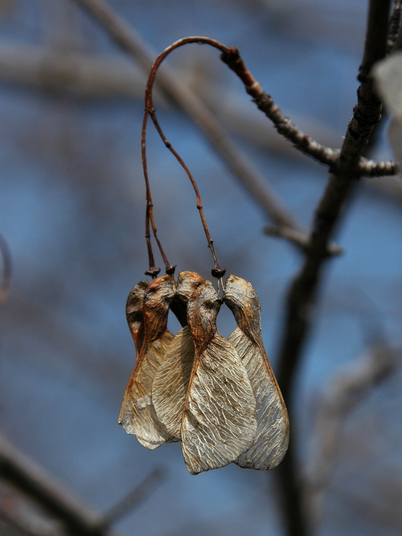 Image of Acer semenovii specimen.