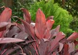 Cordyline fruticosa